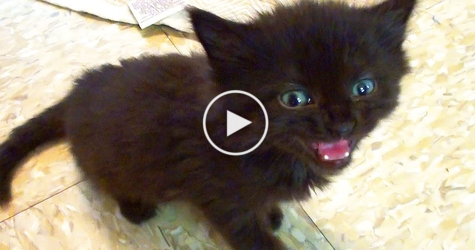 Little Cute Kitten Has The Loudest Meow. You Must See..