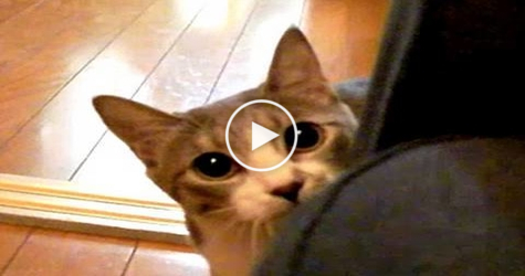 You Have To See This STALKING Cat, Sooo Strange...