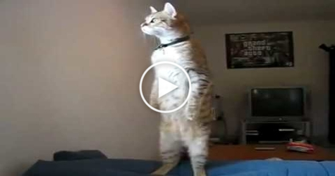 You Have To See The STANDING Cat`s Reaction When She Noticed Something STRANGE