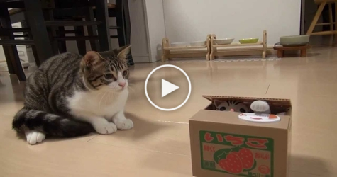 Watch This Cat`s HILARIOUS Reaction When She Discovered New Toy Box.