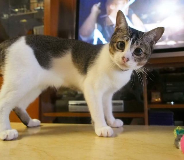 Kitten Found with Eyes Stuck Shut Surprises Her Humans with Her Big Beautiful Eyes!