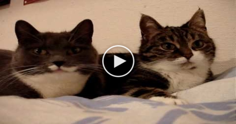 You Have To Hear These Two TALKING Cats. So Funny.