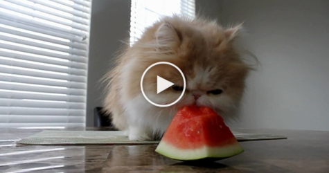 This Cute Kitten Really loves Watermelon. So FUNNY!