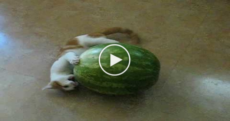 Watch What Happens When This Tiny Kitten Notices A Watermelon... LOL