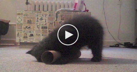 You Have To See This Amazing Cute Yoga Kitten