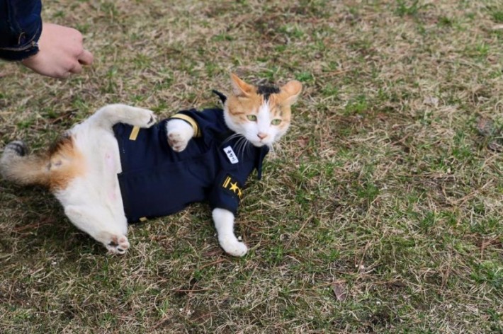 Stray Cat Comes To Police Officer Begging For Help... What Happens Next Is Unbelievable!