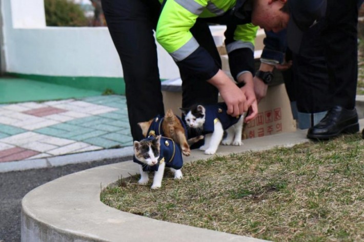 Stray Cat Comes To Police Officer Begging For Help... What Happens Next Is Unbelievable!