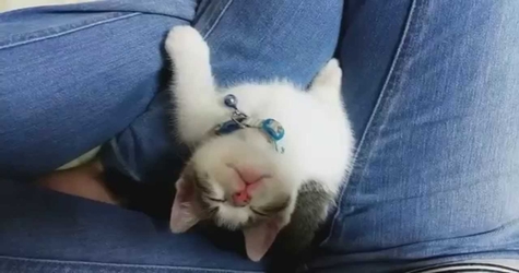 Little Sweet Kitty Falls Asleep Looking Up At His Human