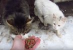 This Man Gave A Treat To a Stray Cat And The Kitty`s Reaction Melted His Heart