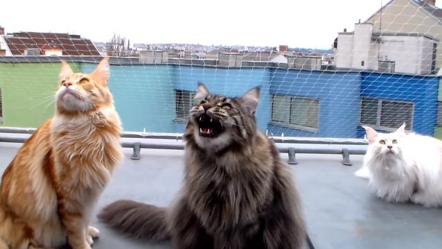 Adorable Maine Coons on Roof Watching and Talking to Birds