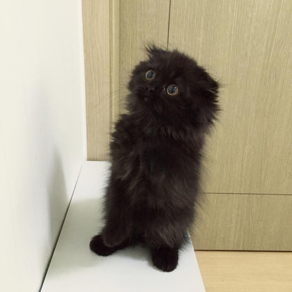 black-kitty-1