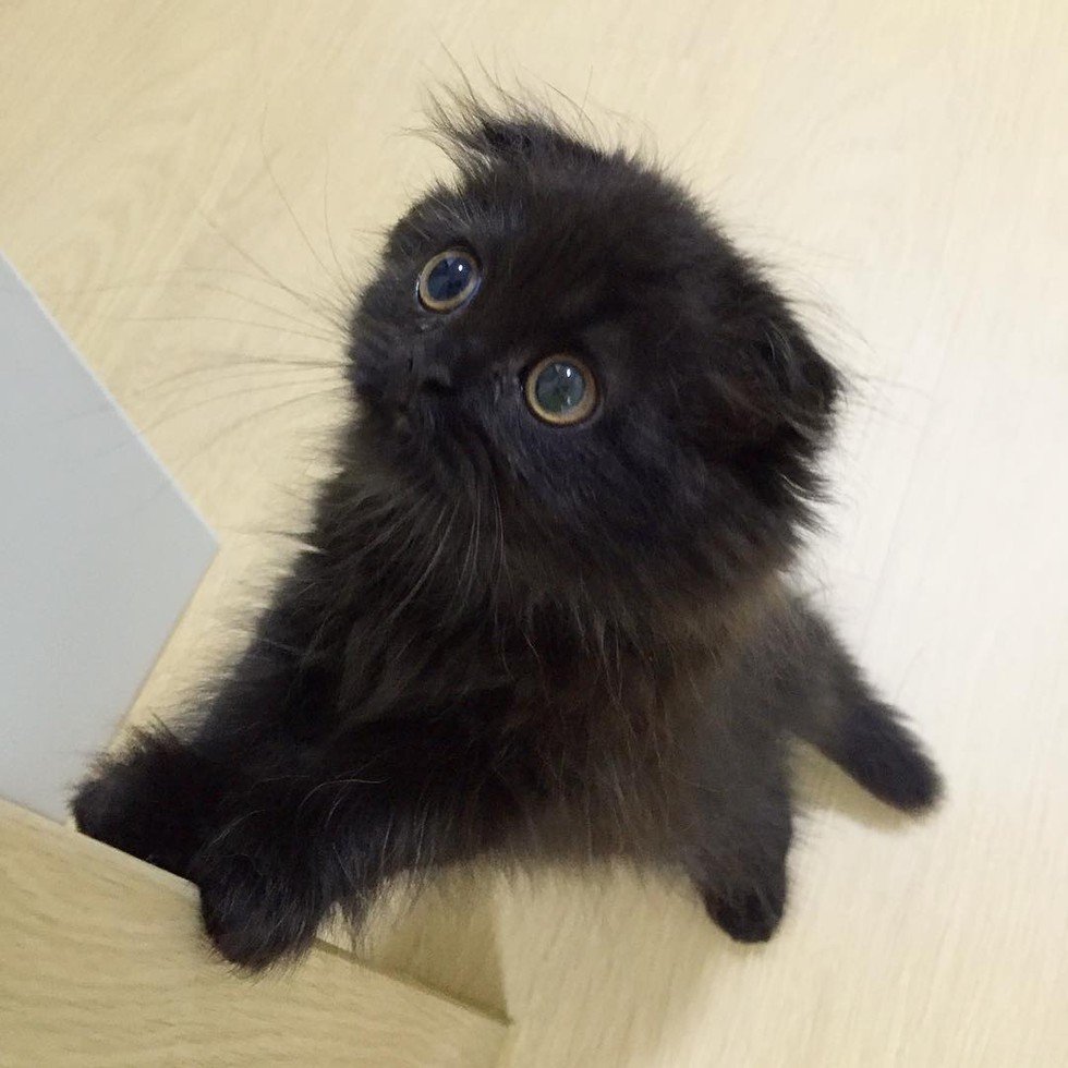 black-kitty-2