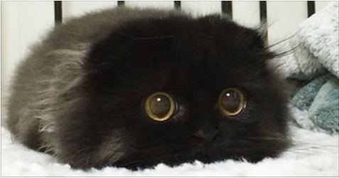 This Black Fluff Ball Has The Most Amazing Eyes