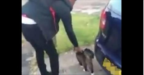 Teen Arrested Over Video Of Kitten Being Kicked Into The Air