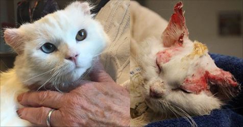 Burned Kitty Adopted By Woman With Similar Story - Also Burn Survivor