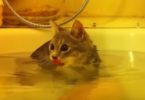 Sweet Cat Enjoying Wonderful Bath Time With Her Human