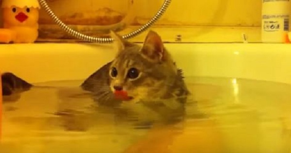 Sweet Cat Enjoying Wonderful Bath Time With Her Human