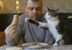 Cute Cat Interrupting Man While He Is Eating