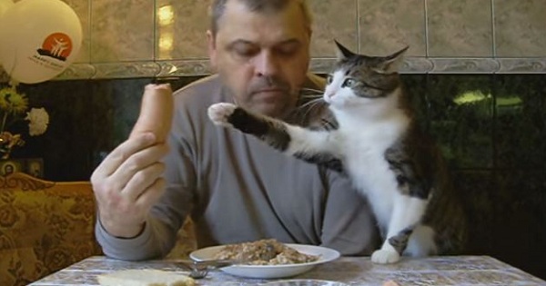 Cute Cat Interrupting Man While He Is Eating
