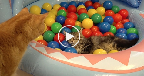 Colorful Balls Are the best Toys For Kittens. Must Watch!