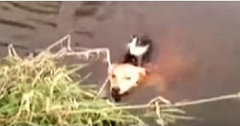 This Helpless Cat Was Drowning in a Deadly River When an Unlikely Rescuer Appeared!