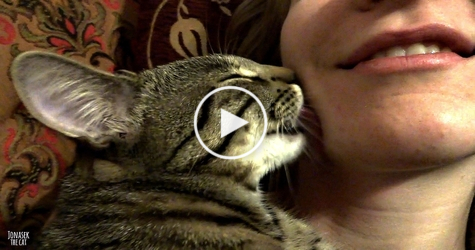 Adorable Kitty Kisses His Human. So Cute To Watch