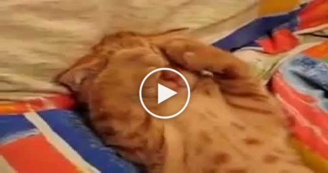 Sweet Cat Doesn`t Want To Wake Up. CUTEST Reaction Ever.