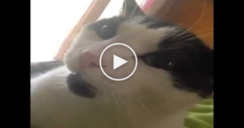 Sweet Cat Saying I LOVE YOU. Unbelievable !