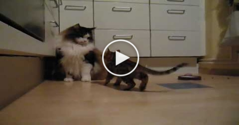 Cute Small Bengal Kitty Attacks Big Maine Coon Cat. See What Happens On 0:24. LOL