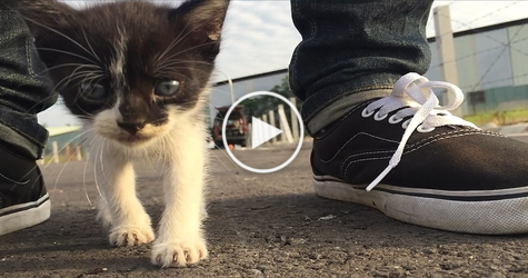 Wonderful Stray Kitty Follows Human Everywhere