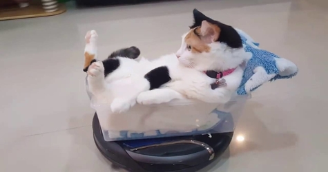 Cat Riding on Roomba Like A Real Boss
