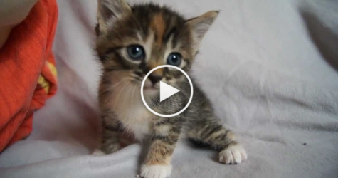 Sweet Baby Kitty Desperately Meowing For Mom...