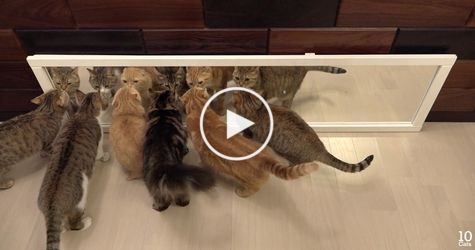 10 cats are in front of a mirror. LOL. Watch The HILARIOUS Reaction.
