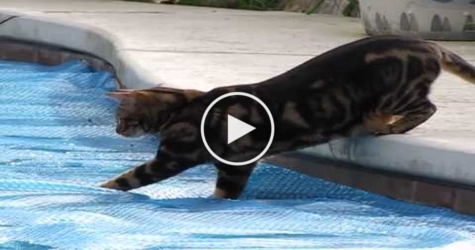 Amazing Cat Tries To Walk On Water. Will she succeed ?