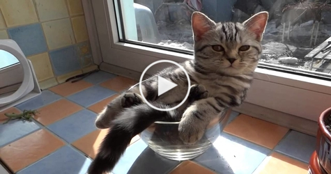 You Have To See This Cat Relaxing In The Most UNUSUAL Way Ever. Hilarious. LOL