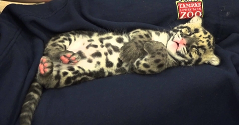 Sleeping Tiny Clouded Leopard Cub Will 100 % Melt Your Heart