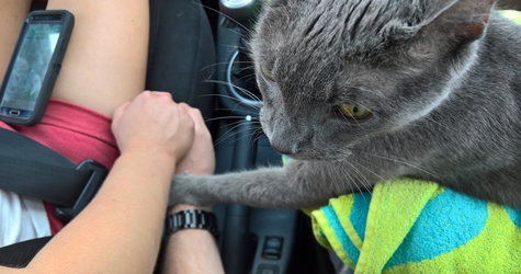 Cat Holding Human`s Hand On His Final Trip To The Vet. Heartbreaking Photo