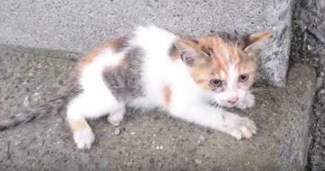 Kind Man Rescued a Tiny Kitty, After He Saw Him Falling From a Bridge