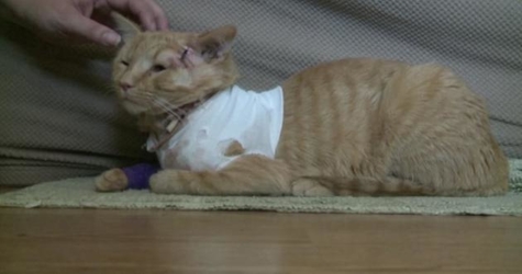 Hero Cat Saves Baby`s Life By Taking A Stray Bullet