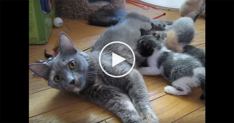 Mom Cat Calls Her Hungry Kitties For A Lunch Time. Precious Moments !