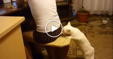 Angry cat Bites His Human. The Reason Is Shocking