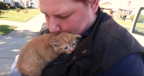 Little Kitties And Their Mom Rescued After Being Thrown Out Of a Moving Car