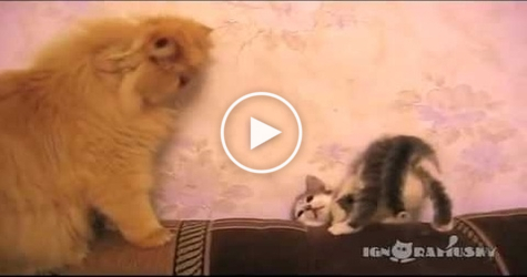Cute Kitty Comes To Big Cat, Confused Him and Run Away. Cuteness Overloaded