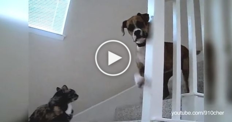 Dog , You Won't Pass ! LOL! Watch These Dogs Afraid Of Cats. Hilarious!