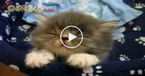 You Must See The Cutest Sleepy Kitten !