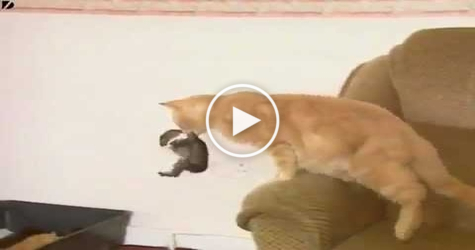 Kind Cat Adopts Tiny Sweet Baby Rabbit