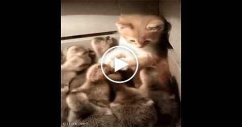 Sweet Kitty Attacked By Ducklings. LOL. HILARIOUS. Cuteness overloaded!