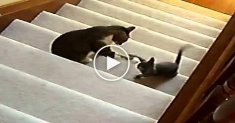 Tiny Lovely Kitty Hits Big Cat In The Face