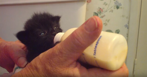 Hungry Sweet Kitty Wiggles Her Tiny Ears While Drinks Milk