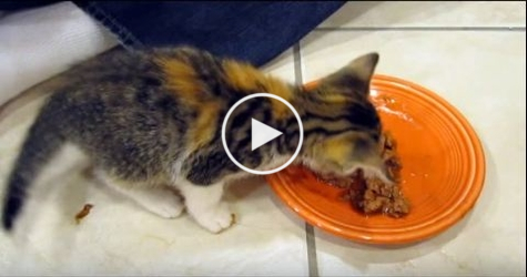 Tiny Adorable Kitty Is Super Protective Of His Food